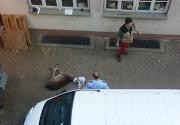 Hirsch in der Detmolder Innenstadt